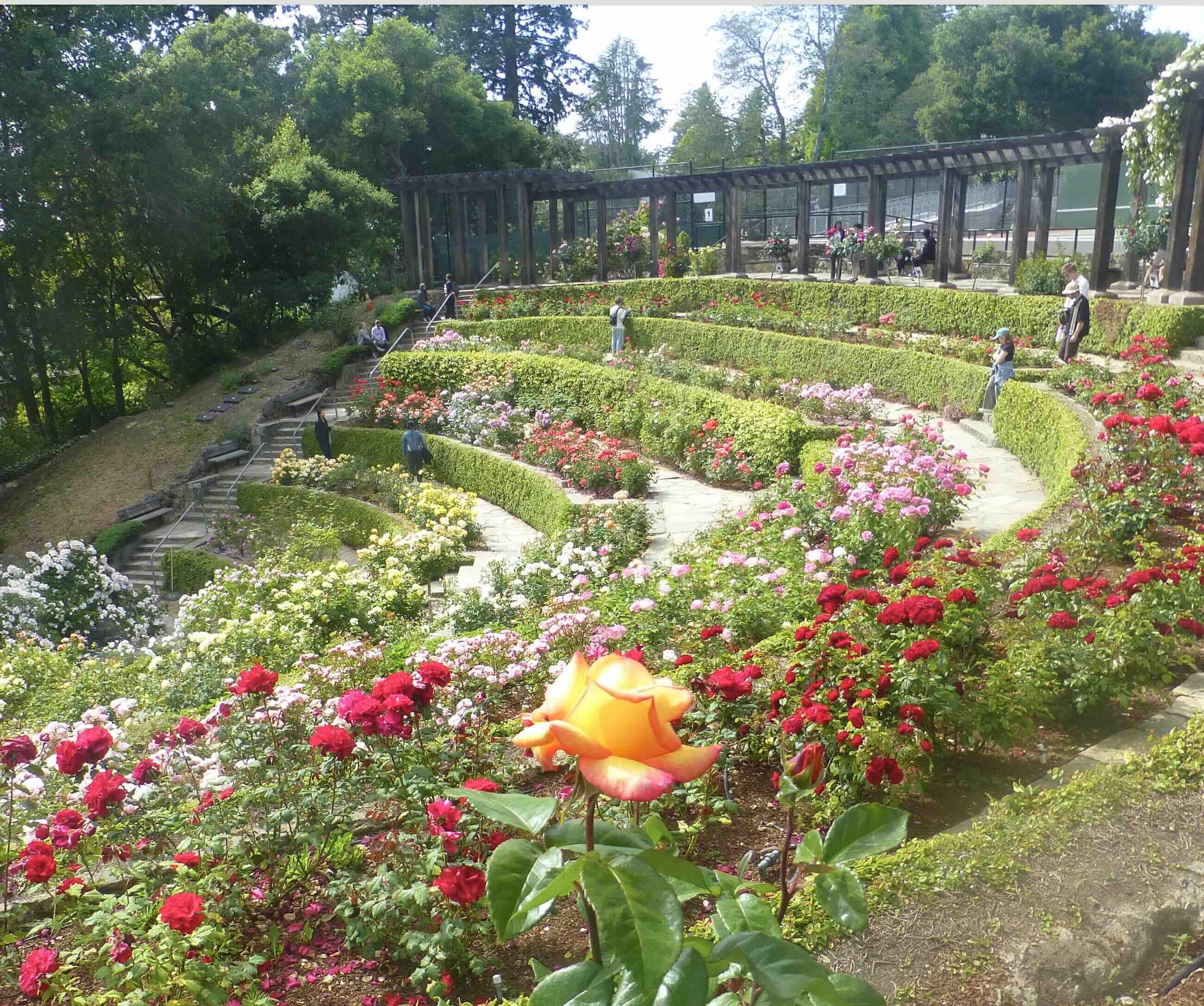 The Berkeley Rose Garden